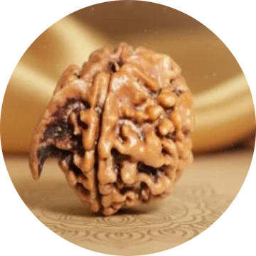 Rudraksha