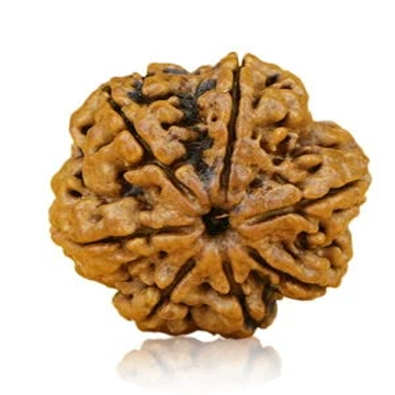 1 Mukhi Rudraksha